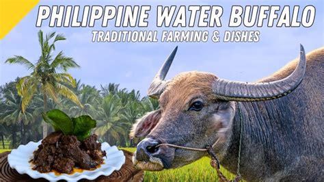  The Carabao and the Crocodile – A Tale Exploring Filipino Values and Nature's Interplay